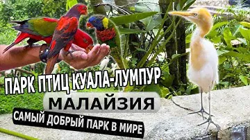 Куала-Лумпур — приехали в ЭКЗОТИЧЕСКИЙ парк птиц! Что посмотреть в столице Малайзии?